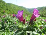 گل گاوزبان