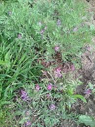 پای گربه