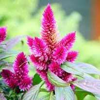 تاج خروس