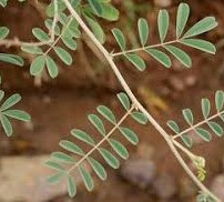 تفروزیا