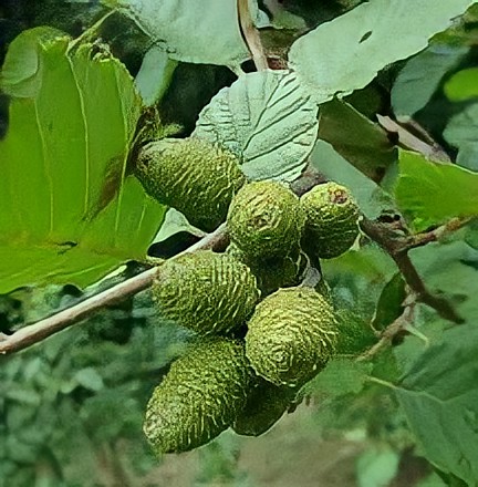 توسکا قشلاقی