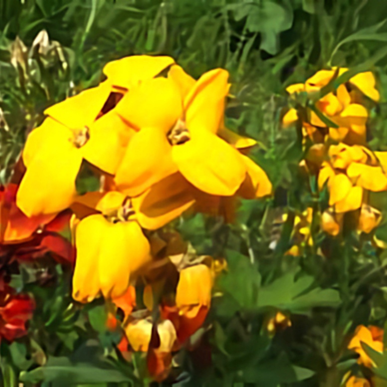 خیری بری