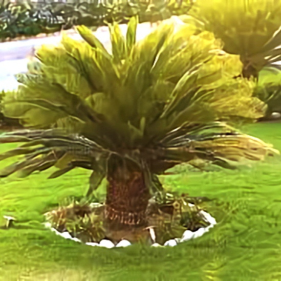 درخت ساگو