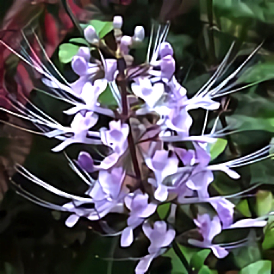 چای جاوه